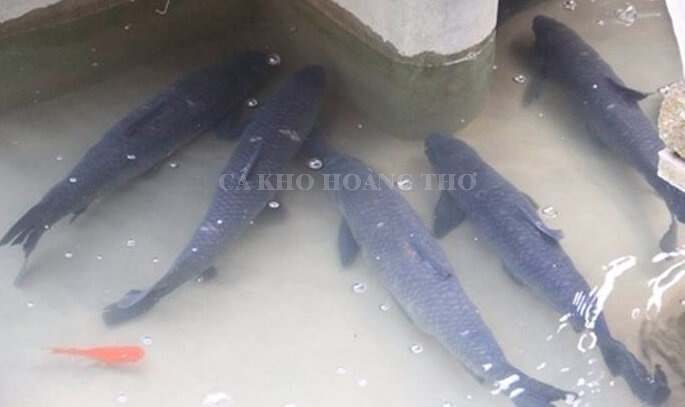 Đặc sản cá kho Hà Nam được kho bằng cá trắm đen